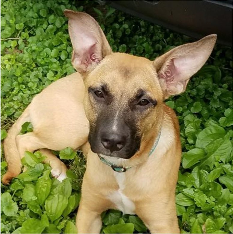 AllDogRescueMN tweet media