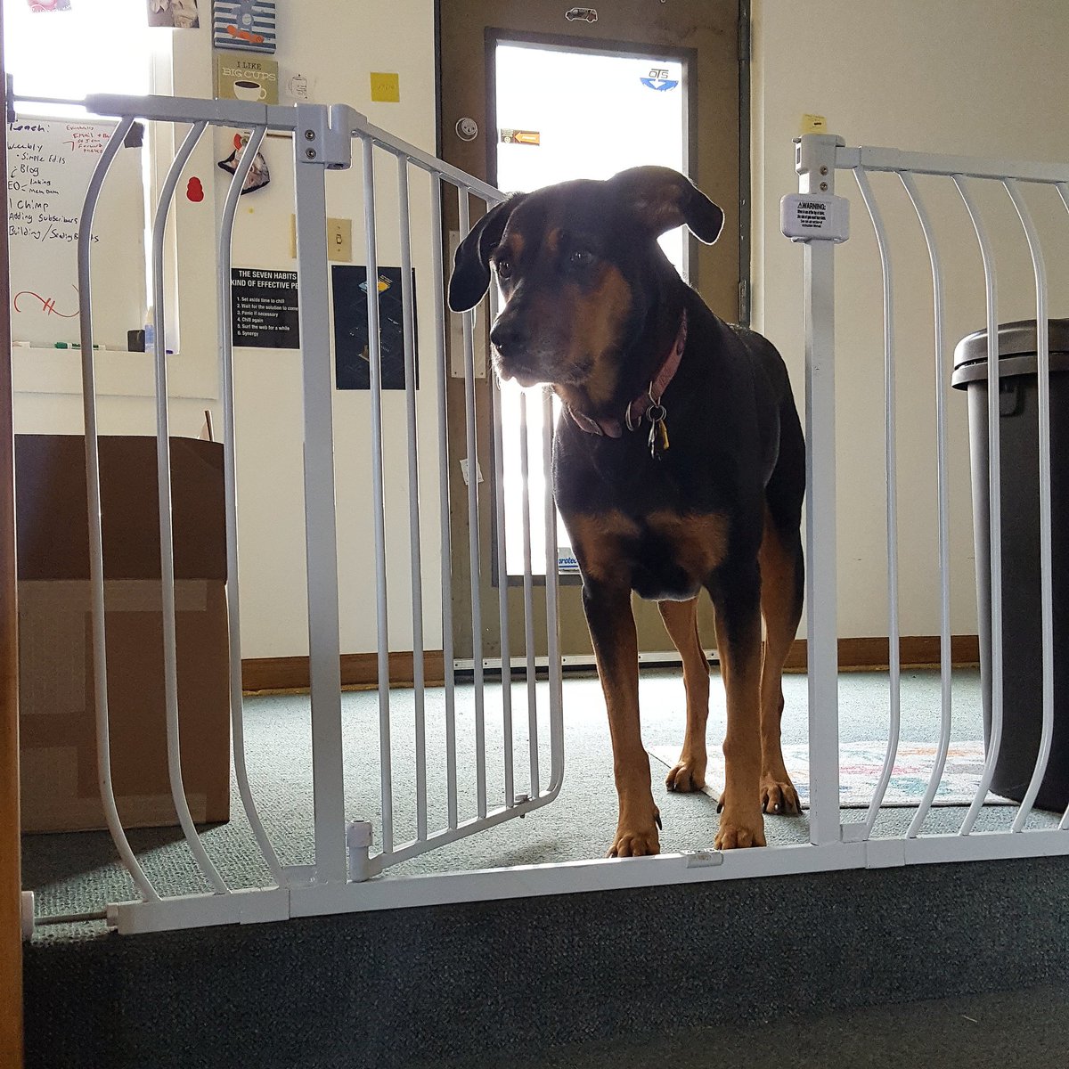 compairsupply's tweet photo. Guess who is watching the office while most of the crews away🐶😙👍🐾
#guarddog #dog #doggo #dema #demashow2018 #dive #diving #scuba #scubadiving #compressor #aircompressor #certified #allaroundawesome #smallbusiness #smallbiz #familyowned https://t.co/p7aCmRUVPm