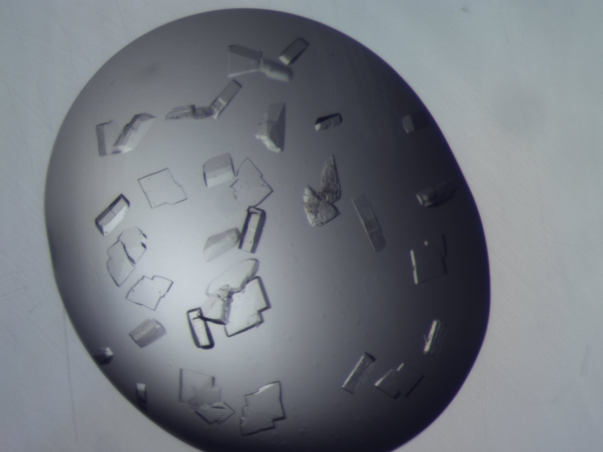 YSBL_York's tweet photo. Nicholas McGregor, PDRA with @ProfG101 , has crystallised these two different enzymes involved in the breakdown of plant biomass. They are stable at up to 90ºC! #RealTimeChem #CrystalPic https://t.co/UzpdlKflse