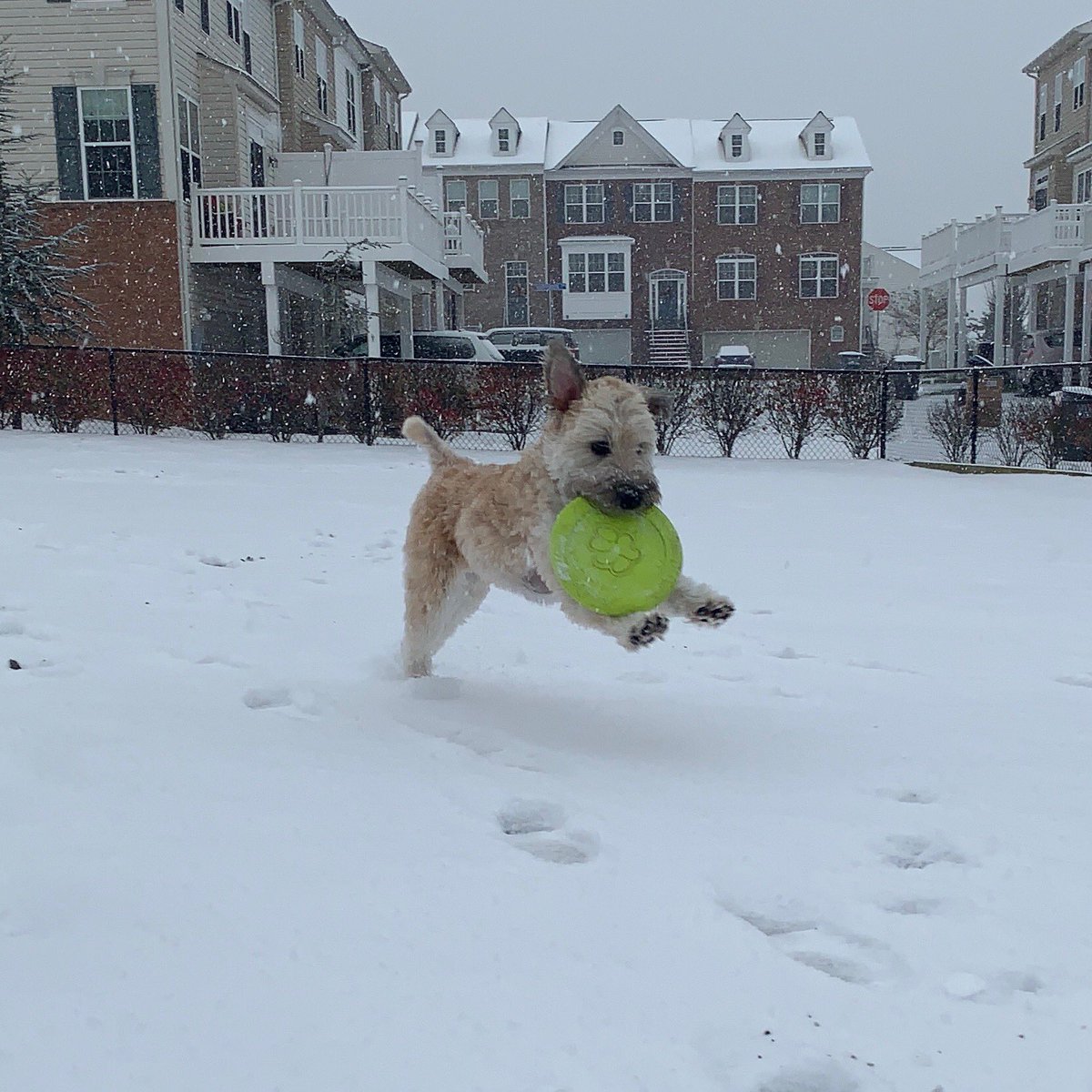 FirstGradeLynch's tweet photo. First snow day of the school year equals an extra fun frisbee romp!!
Can’t wait to hear what my students do today! ❄️🐶❄️ #snowday #coldteacher #happypuppy https://t.co/rKs9U74M7T