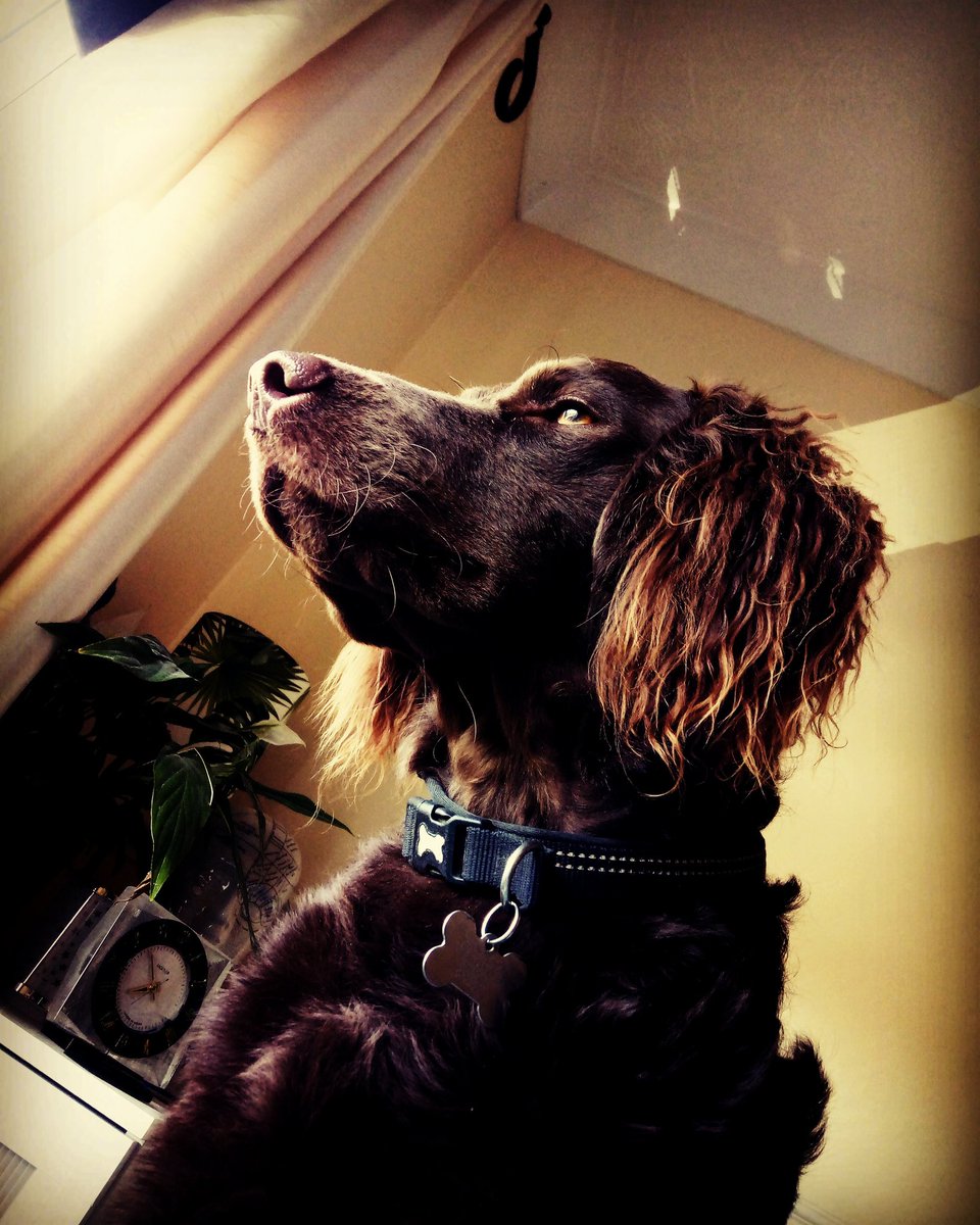 LeopardVintage's tweet photo. Oxfordshire and Midlands vintage peeps please follow us, we will give you a follow back, we are building our network! 
#businessstartup
#vintage
#vintagenetwork
#FollowVintage 
#followback
#followforfollow
#vintagedogs
#twitterdogs https://t.co/2D1IJjIJLE