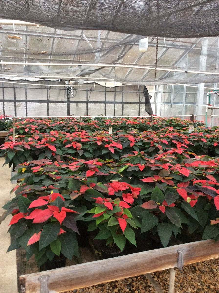 The weather outside may be frightful but the weather inside the greenhouse is delightful!   The poinsettias keep on growing-no snow days for them!  We will have our annual poinsettia sale on December 1st. We sold out last year so get yours early!