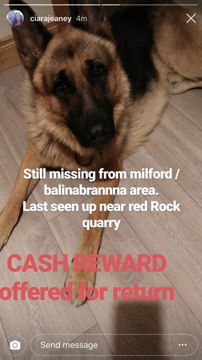 AndreaJeaney's tweet photo. My sisters dog has gone missing from the Ballinabranna area, Carlow since Tuesday afternoon - please keep an eye out for him ... very much missed doggie ☹️ https://t.co/rkycmLs68L