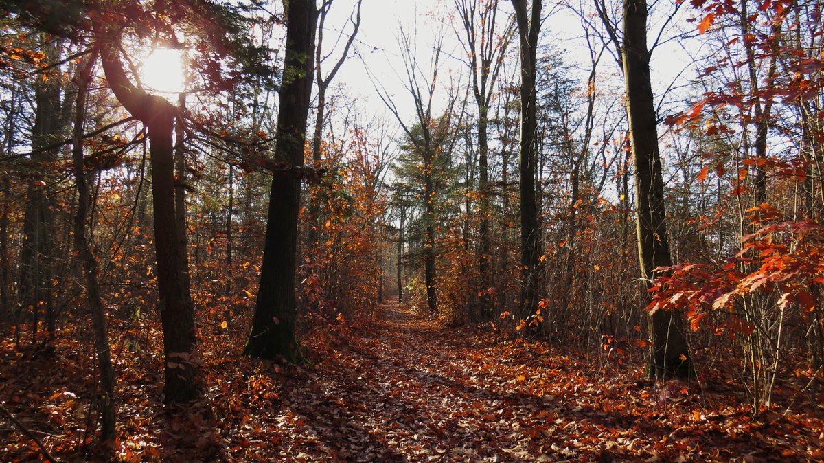 inja5248's tweet photo. Vanmorgen een π²fietstocht gemaakt door
het mooie #Annendaalderbos tussen #Echt en #Maria_Hoop π
#herfst ππ
#genieten π https://t.co/sjKyE02JmS