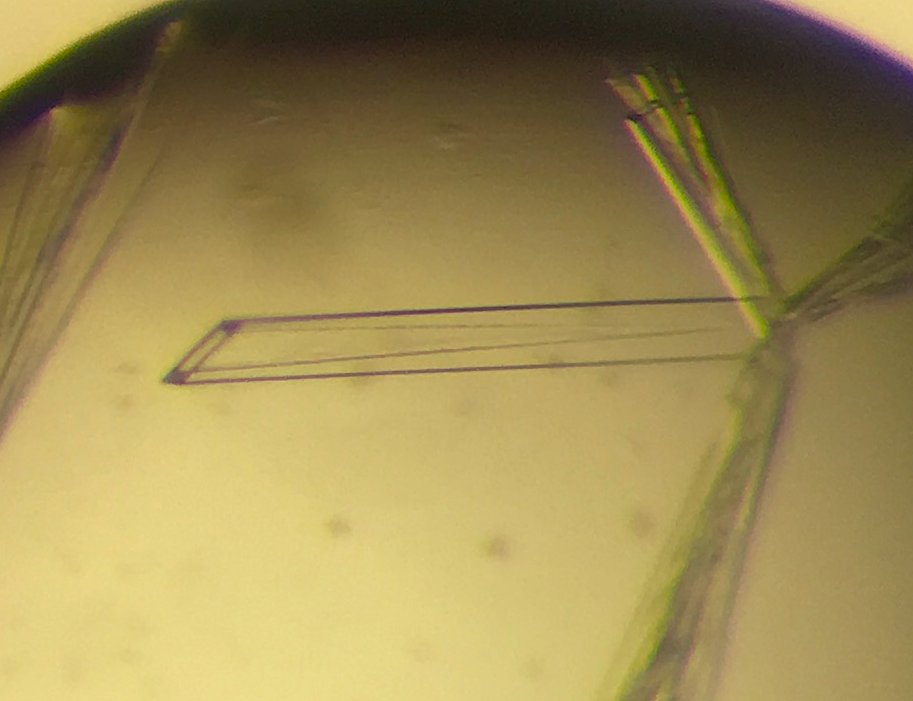 YSBL_York's tweet photo. Stunning tube-like crystals of a lytic polysaccharide monooxygenase (LPMO) from @PimkinDesu (Saioa Urresti), PDRA in @ProfG101 group #RealTimeChem #CrystalPic https://t.co/crkv80gxwn