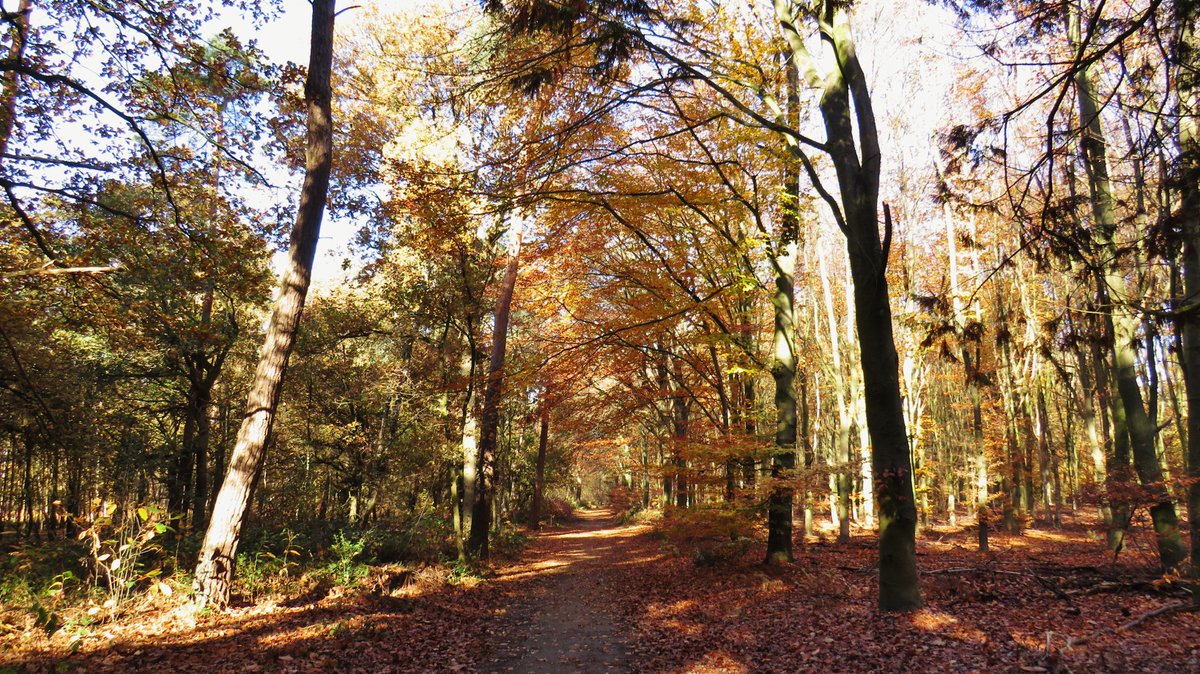 inja5248's tweet photo. Vanmorgen een π²fietstocht gemaakt door
het mooie #Annendaalderbos tussen #Echt en #Maria_Hoop π
#herfst ππ
#genieten π https://t.co/sjKyE02JmS