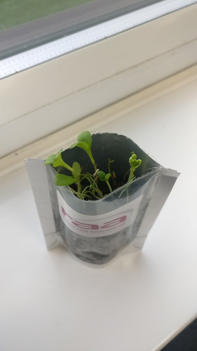 Lydia_Mae_C's tweet photo. @RAA_LTD 6 days of growth post @CIWEMUDG conference and the wild flowers are coming along nicely!
#GrowWithRAA #ciwem #udg18
#dontstopbeleafing https://t.co/RrC33cuRkR