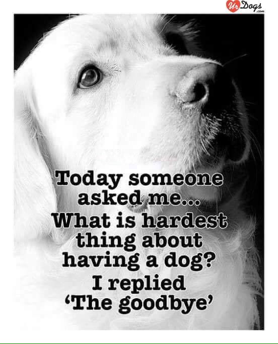 Ritaolszewski Comey Gavapeach I Am So Sorry For Your Family S Loss Anyone Who Has Loved And Lost A Pet Who Is Considered Family Not Just A Pet Knows Your Heartache