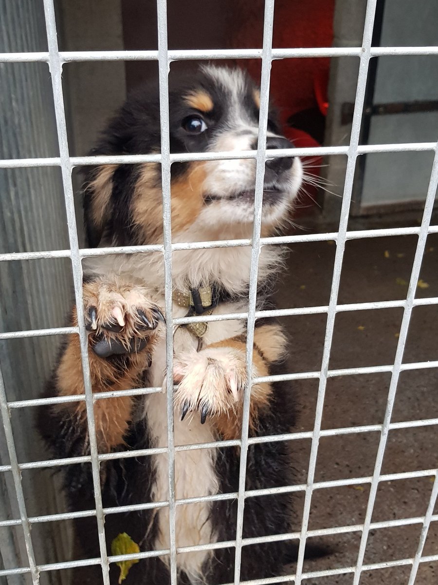 kellys kennels rehoming