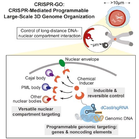 oncocheck's tweet photo. #NewIn: CRISPR-GO mediated telomere repositioning altered cellular phenotypes. When telomeres were moved closer to Cajal Bodies, they grew, increasing cellular viability 🔬🧬#Telomeres #CRISPRGO #Research @CellCellPress https://t.co/R3Gyl0E9Bd https://t.co/SiB03n6KG1