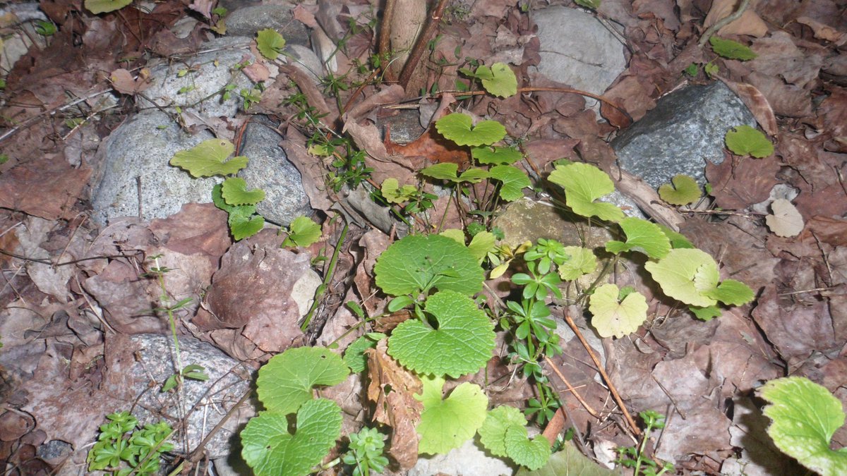 BonEchoPP's tweet photo. Bon Echo staff were busy this season monitoring &amp; pulling the invasive plants Garlic Mustard and Dog- strangling Vine. Once established, Garlic Mustard can displace native wildflowers like trilliums while Dog-strangling vines can crowd out native plants &amp; young trees. https://t.co/npCRXB08dk