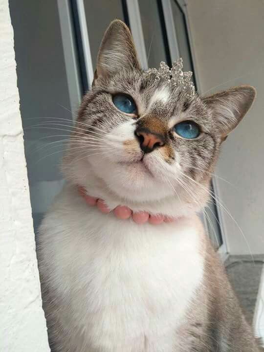 fofurentos's tweet photo. Ah, os gatinhos 😍 https://t.co/W3nd54hsTL