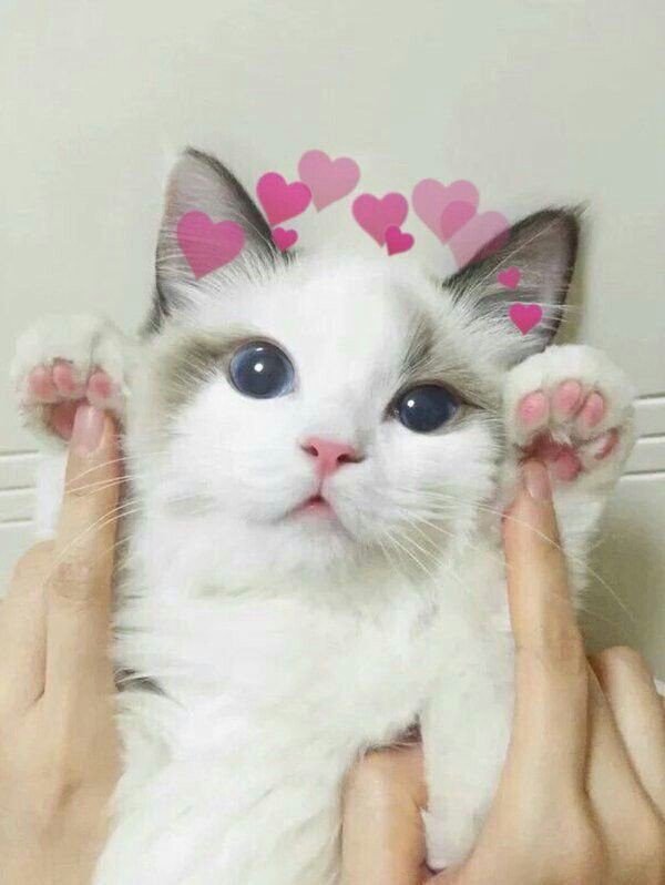 fofurentos's tweet photo. Ah, os gatinhos 😍 https://t.co/W3nd54hsTL