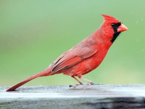 In 1768 the British governor of the Virginia colony decided to keep 28 #cardinals in cages in his house. This would lead to #birds becoming the most popular house #pet in America by the mid 1800's. #TBT #ThrowbackThursday #JMIpetsupply #PetHistory