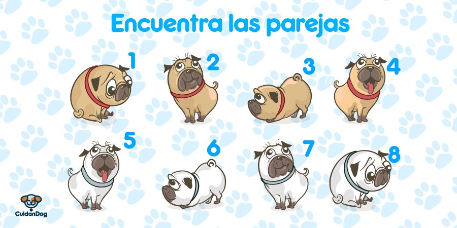 cuidandog's tweet photo. ¿Puedes encontrar las parejas para completar cada perrito? 🕵‍♀ #CuidanDog #JuegaDog https://t.co/O77U7E5xUE