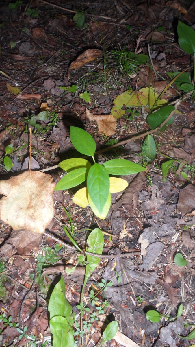 BonEchoPP's tweet photo. Bon Echo staff were busy this season monitoring &amp; pulling the invasive plants Garlic Mustard and Dog- strangling Vine. Once established, Garlic Mustard can displace native wildflowers like trilliums while Dog-strangling vines can crowd out native plants &amp; young trees. https://t.co/npCRXB08dk