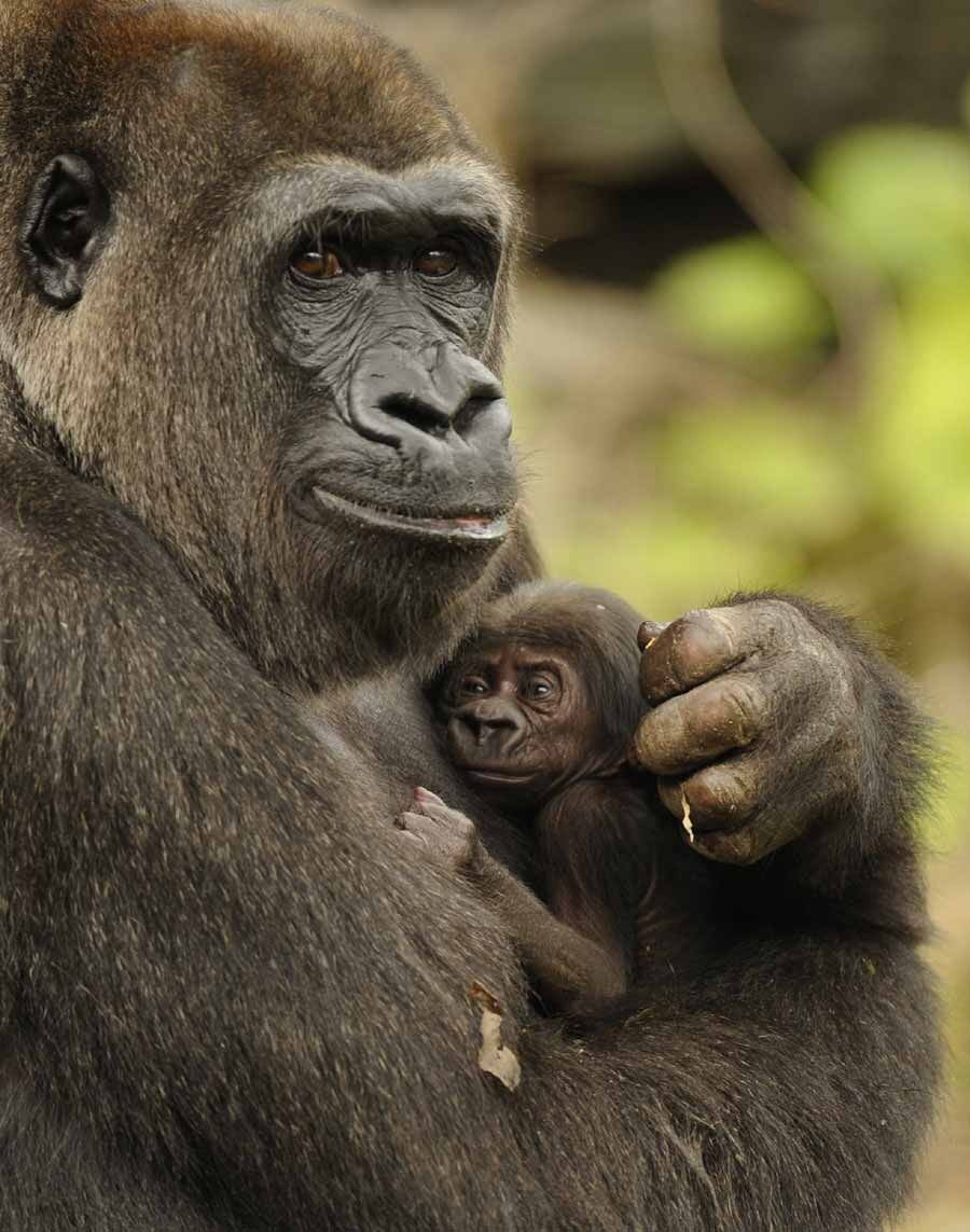 fofurentos's tweet photo. Mamãe gorila 🦍❤️ https://t.co/UpITH9b8ma