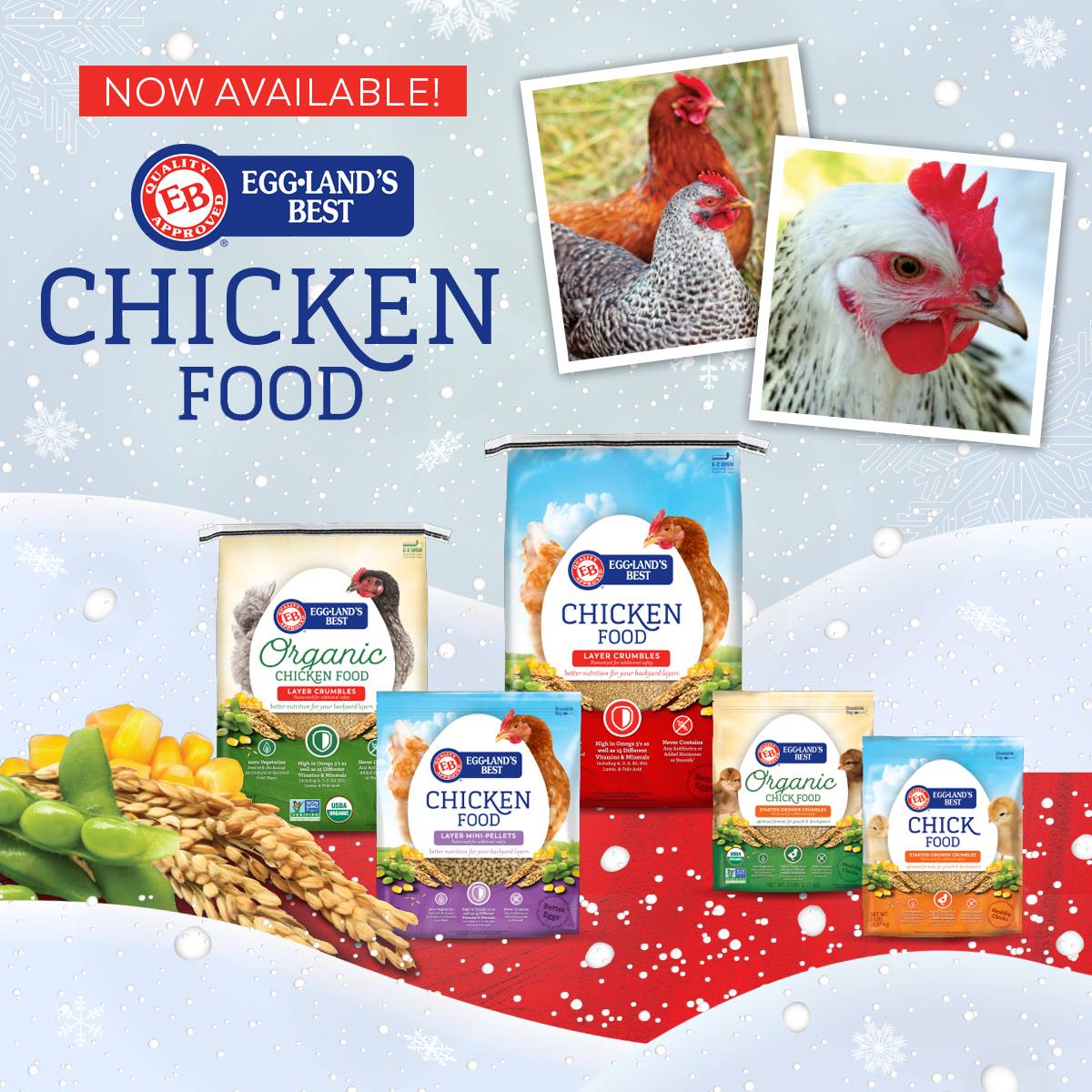 As the temperature starts to get cooler, it is important to make sure your hens are offered all they can eat to keep them healthy... That's where EB Chicken Food comes in! Find out more about our healthier feed here - bit.ly/2DxmMMh