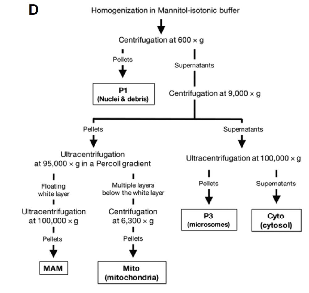 Maarten Lambrechts tweet media