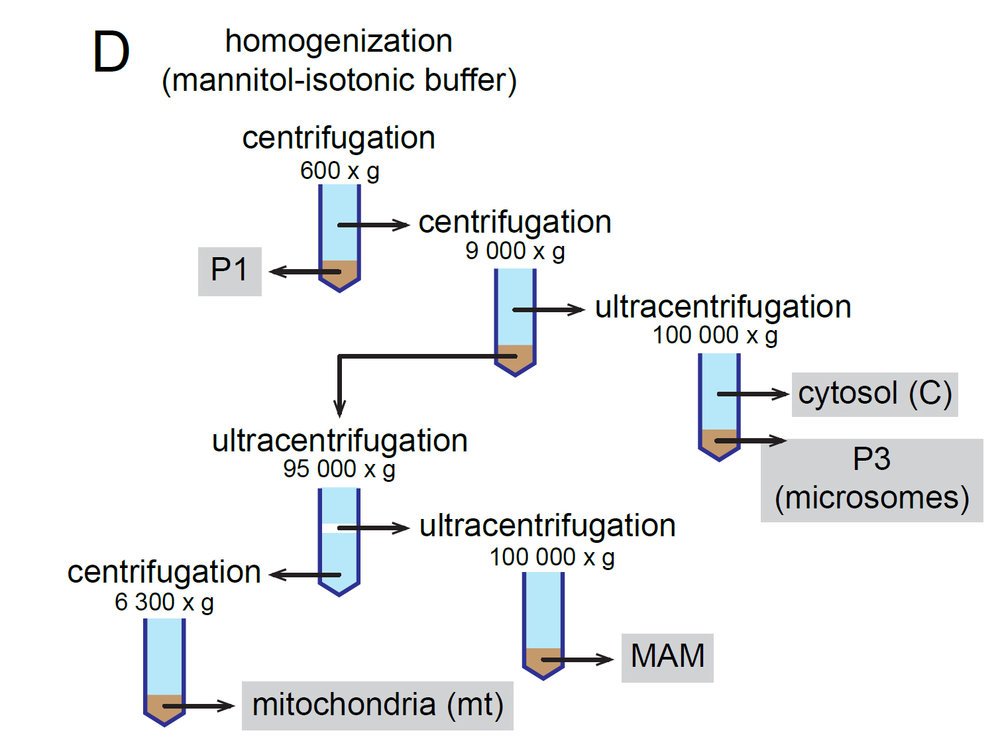 Maarten Lambrechts tweet media