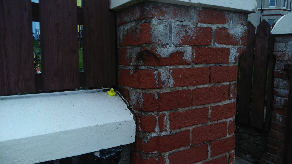 WhiteheadDucks's tweet photo. #Whitehead #Ducks #Wall https://t.co/dvXVVUdo3E