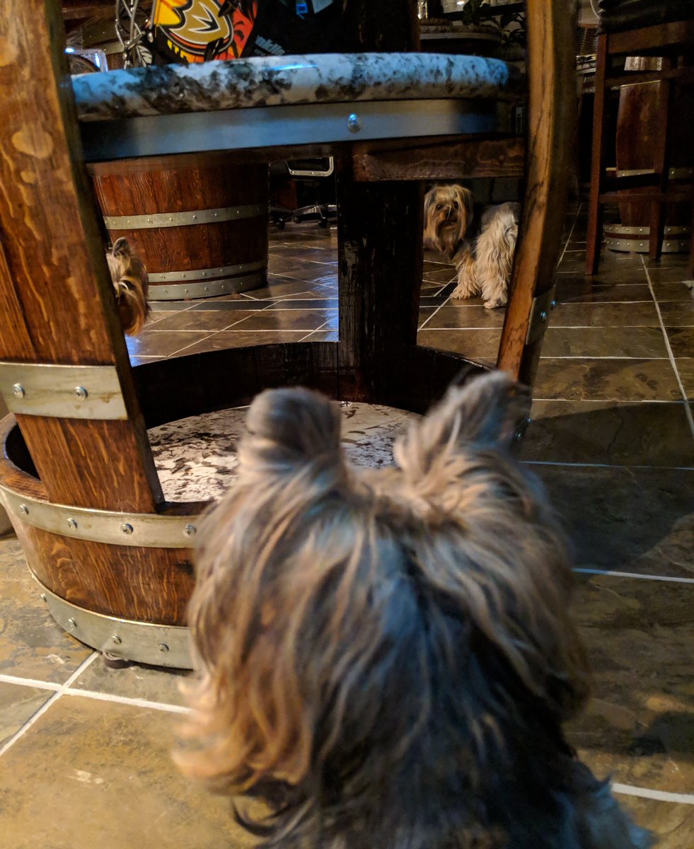reesescustom's tweet photo. A little peek-a-boo with RCP's triple threat🐾♥️🐾 https://t.co/NnbyhbreWy