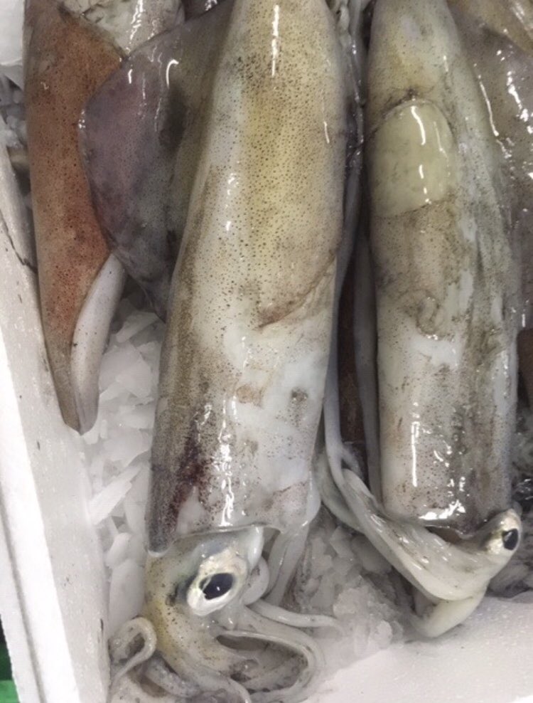 ecoseafood's tweet photo. Dag verse aanvoer uit de #Noordzee ! #Inktvis , #zeekarper, #Pieterman , #Makreel en nog veel meer #Bijvangst lekker #Lokaal gevangen ! #keuken #Chefkok #gezondeten #restaurant #catering https://t.co/x8rwkElwtZ