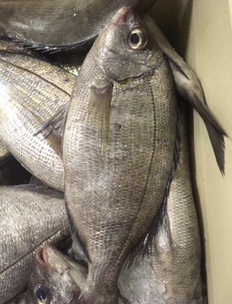 ecoseafood's tweet photo. Dag verse aanvoer uit de #Noordzee ! #Inktvis , #zeekarper, #Pieterman , #Makreel en nog veel meer #Bijvangst lekker #Lokaal gevangen ! #keuken #Chefkok #gezondeten #restaurant #catering https://t.co/x8rwkElwtZ