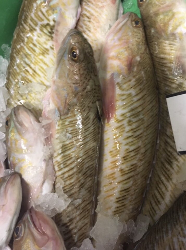 ecoseafood's tweet photo. Dag verse aanvoer uit de #Noordzee ! #Inktvis , #zeekarper, #Pieterman , #Makreel en nog veel meer #Bijvangst lekker #Lokaal gevangen ! #keuken #Chefkok #gezondeten #restaurant #catering https://t.co/x8rwkElwtZ