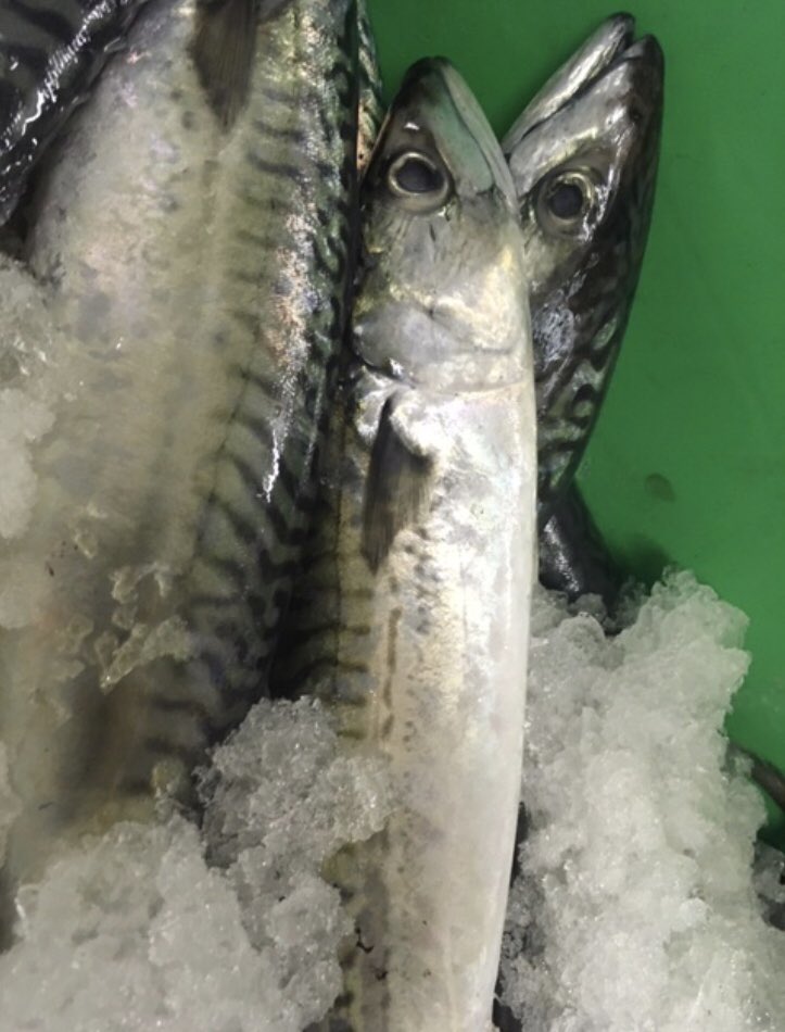 ecoseafood's tweet photo. Dag verse aanvoer uit de #Noordzee ! #Inktvis , #zeekarper, #Pieterman , #Makreel en nog veel meer #Bijvangst lekker #Lokaal gevangen ! #keuken #Chefkok #gezondeten #restaurant #catering https://t.co/x8rwkElwtZ