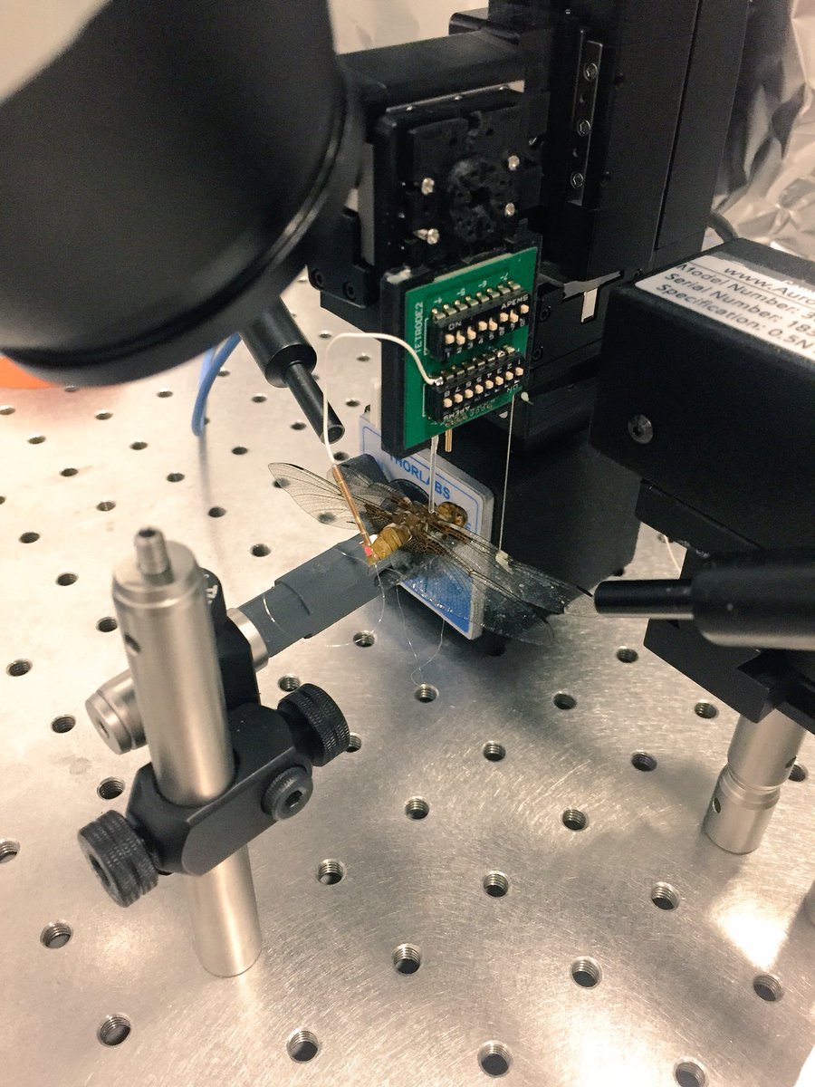 We are really excited that our electrophysiology rig is working!! We’ll be recording from neurons in #dragonfly wings.