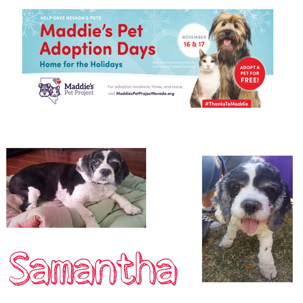 This Friday and Saturday ONLY <a href="/PetProjectNV/">Maddie's Pet Project in Nevada</a> will cover your adoption fee! Bring home a new family member in time for the holidays! #Adopt

We will be participating on Saturday the 17th at Petsmart at 531 N. Stephanie from 10am-4pm come on out and meet your new best friend! 💜🐶🐾