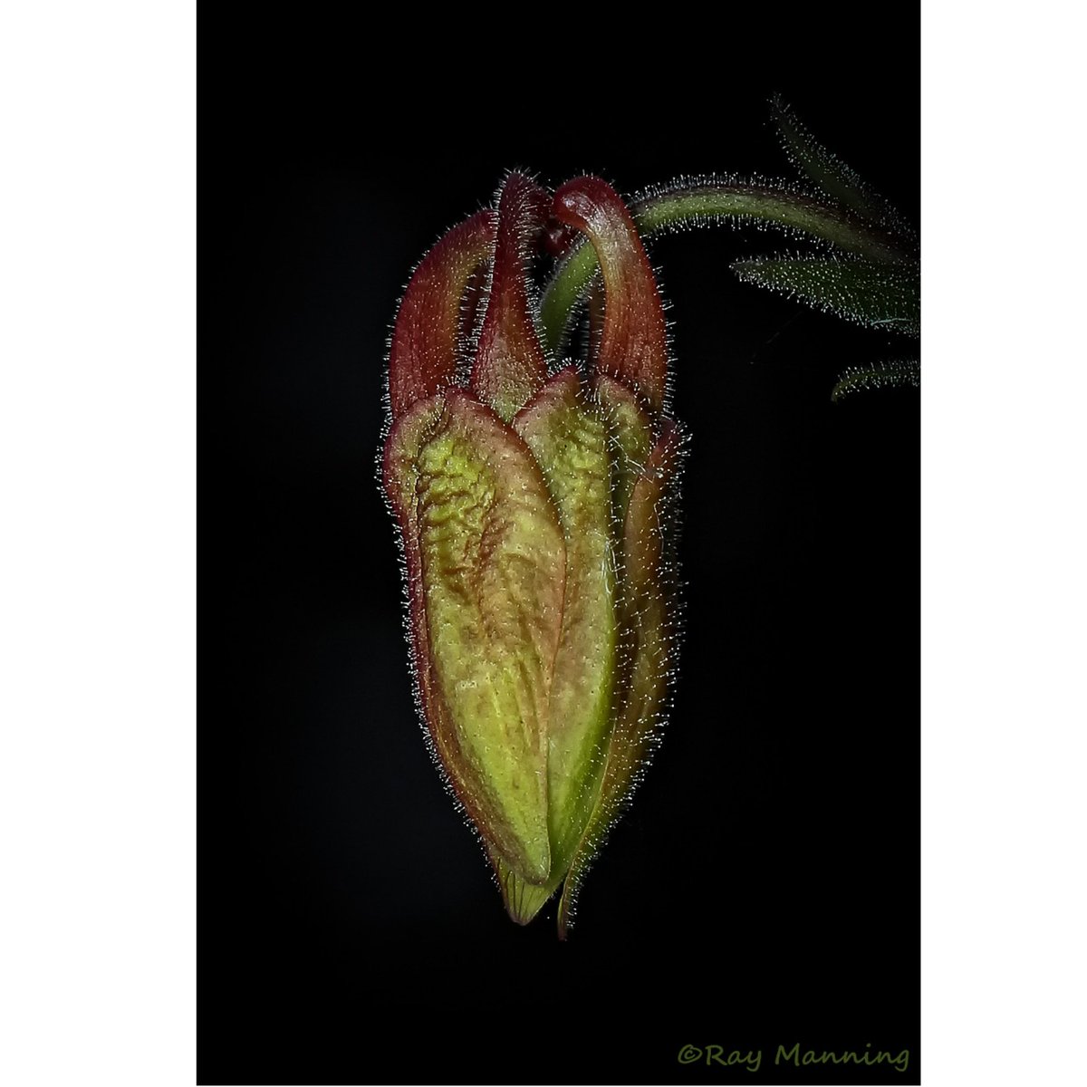 RayManningPhoto's tweet photo. Western Columbine - Bud stage. Native of the West coast USA

#Columbine #CrimsonColumbine #Flowers #Macro #Nature  #WesternColumbine #bud https://t.co/boLz0ZdwFY