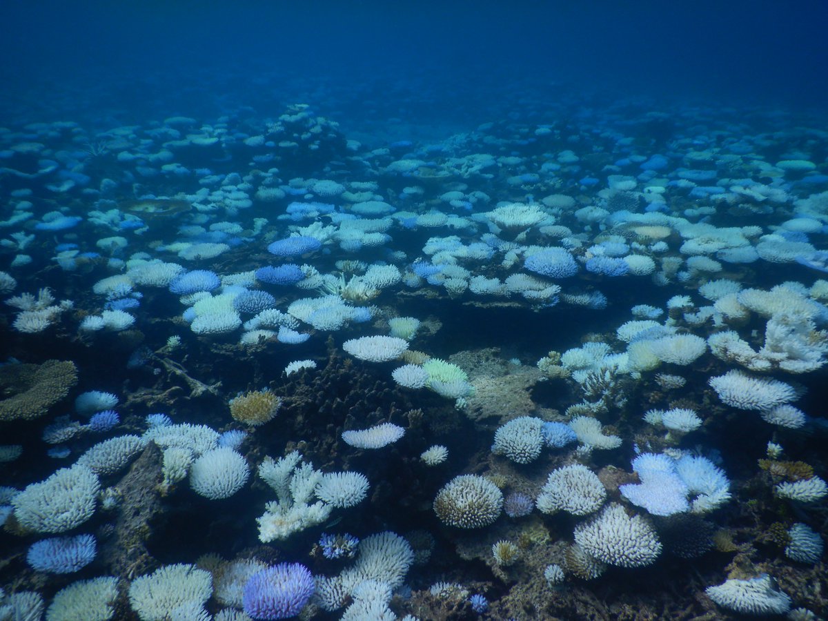 CoralReefWatch's tweet photo. Major #coralbleaching in Republic of Marshall Islands. Reported down to at least 60' depth, 75% of Acropora, many others affected at both Majuro and Kwajelein. This on top of bleaching in Tuvalu and Gilbert Islands. See more at https://t.co/XNkaG12Hhd https://t.co/6xKRYFTxRV