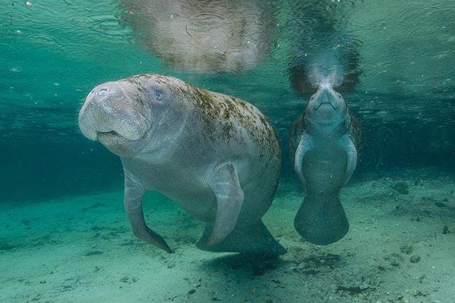 Manatee season starts today! Ready to celebrate? #LoveFL
.
📍: Three Sisters Springs ift.tt/2B9HXkN