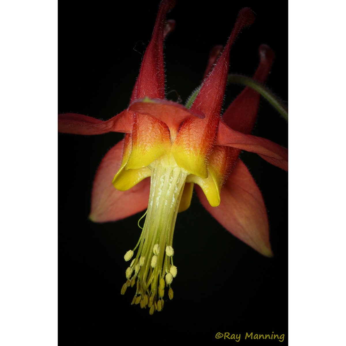 RayManningPhoto's tweet photo. Western Columbine - Lower view.  Native of the West coast USA

#Aquilegiaformosa #Columbine #CrimsonColumbine #Flowers #Macro  #Nature #WesternColumbine #ThePhotoHour https://t.co/HkC3lDhWb2