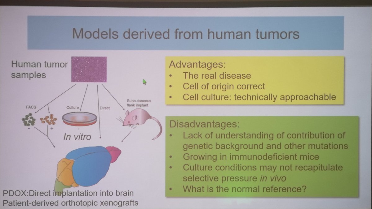 _helenabrown's tweet photo. Dr Suzanne Baker @StJudeResearch now talking at the first session of #SNO2018 Education Day about brain tumour models. https://t.co/VGdgoAPmBB