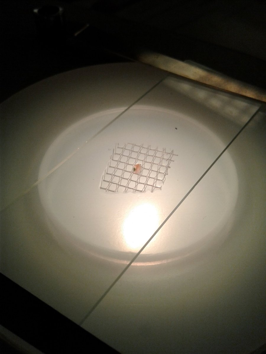 SusanDykshoorn's tweet photo. Learning the instructional model for inquiry-based science @we_are_vaei using little daphnia! #CSESAcademy #CSI4edu https://t.co/bwZL1Yn0f8