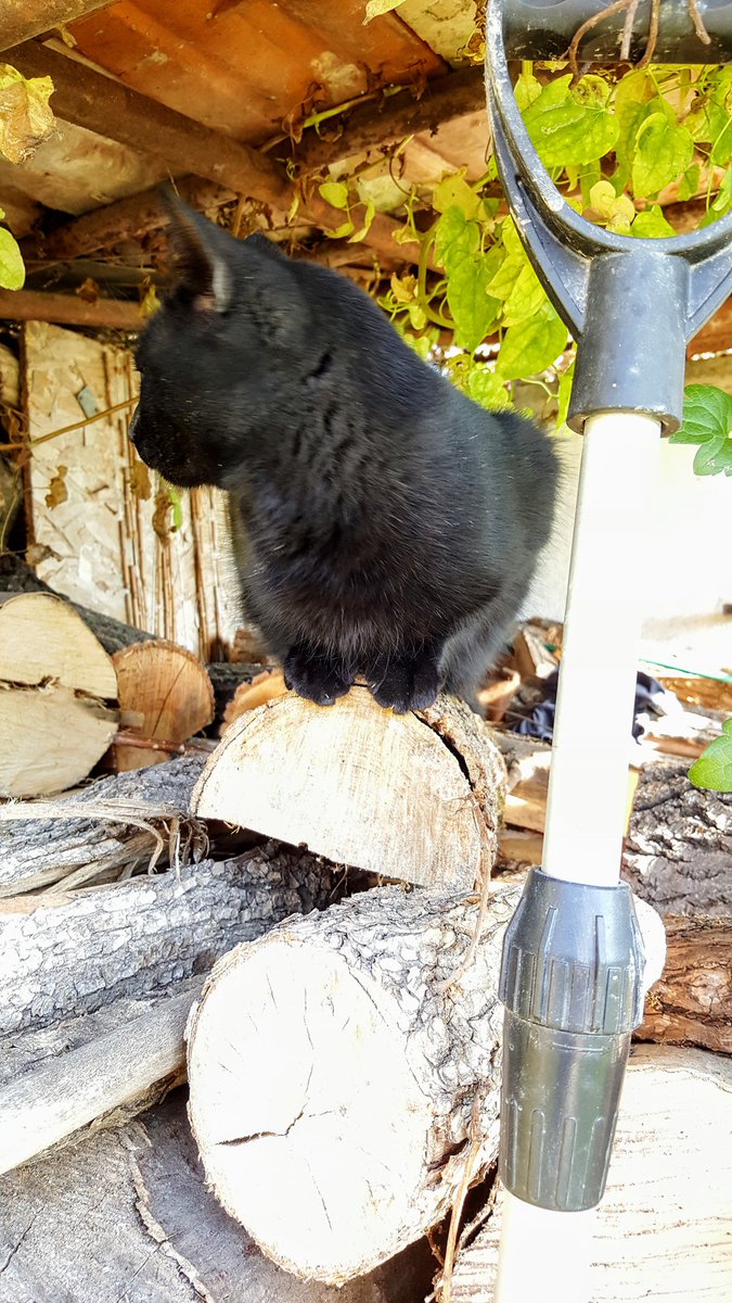 Hooman asked me if I would help him out when the snow comes.

I pretended not to hear.
#CatsOfTwitter