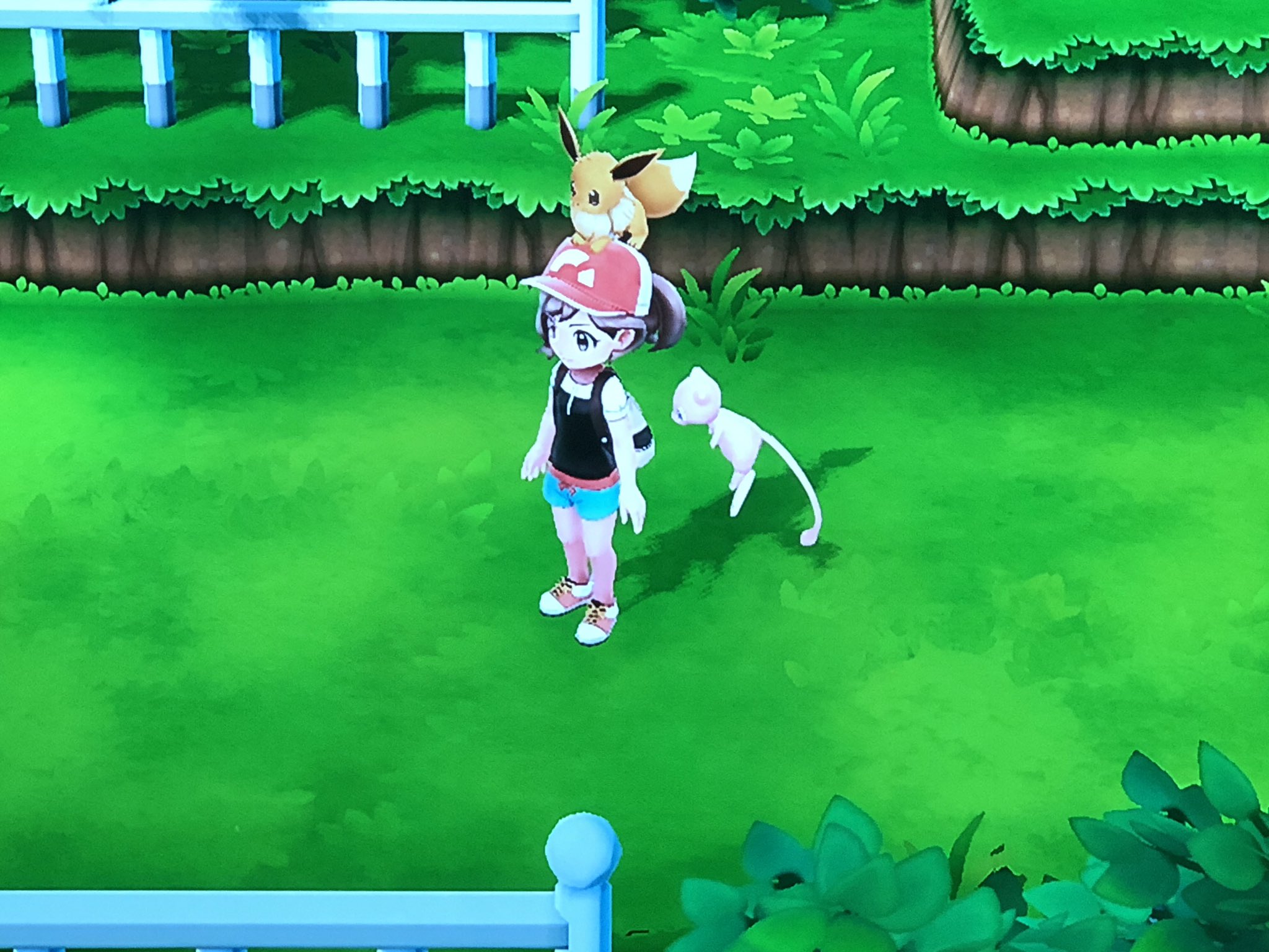 ほーり ミュウがついてくる 本当はついて来させてる 思った以上にヒュンヒュン飛ぶわ レッツゴーイーブイ レッツゴーピカチュウ T Co Btg3cp015q Twitter
