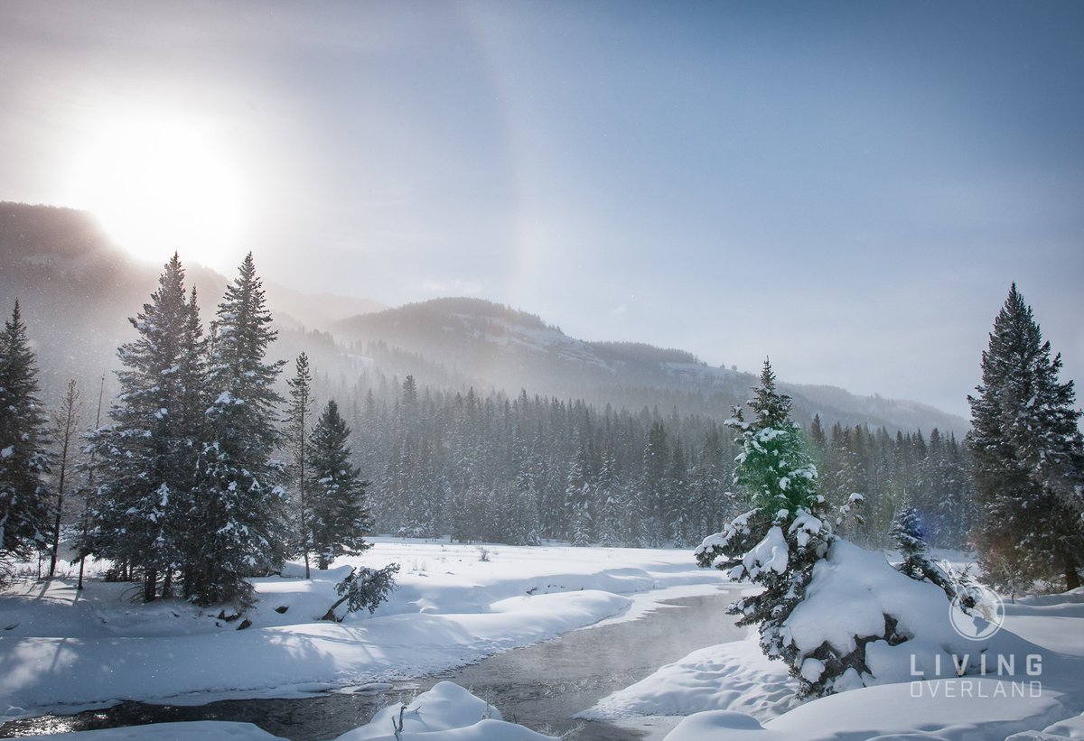 LivingOverland's tweet image. Are you looking for a place to escape to this #winter? @YellowstoneNPS is a fantastic place to visit, at all times of the year, but the winter distills the experience into its essence. #travel #yellostone #montana #nature #OptOutside tinyurl.com/YellowstoneWin…