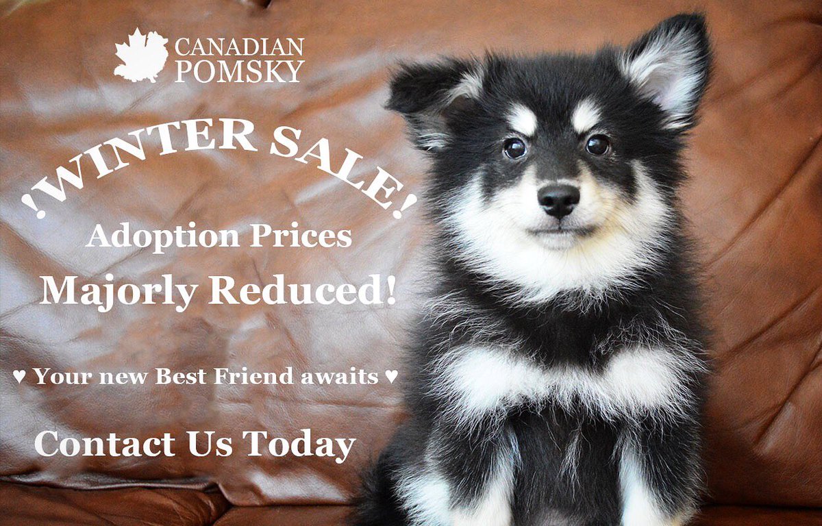 CanadianPomsky's tweet photo. We are having a HUGE ❗️WINTER SALE ❗️on our Adoption Prices! The time to adopt your new best friend is now! https://t.co/SQ3nO0losB #canadianpomsky #pomsky #pomskypuppy #adoptme #pomskiesoftwitter #puppy #yycdogs #minihusky https://t.co/fw7NFSjlzB