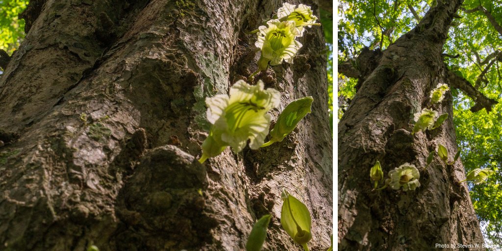 Wild Earth Allies tweet media