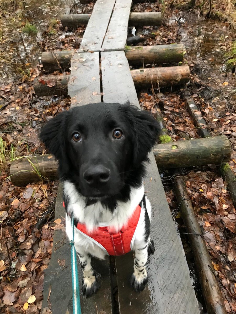 amannera's tweet photo. Lenkki ei voi loppua - I am ready! #staby https://t.co/FTX83sDfzk