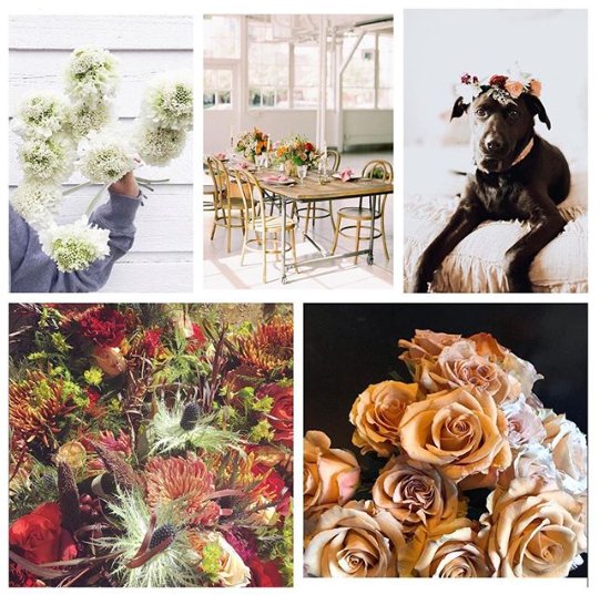 StevensandSon's tweet photo. #Repost Thank you for tagging us this week @therufflyrose @somethingstyledco @littleshopoffloral @aprilsgardendurango @alexnelson__  

#stevensandsonwholesaleflorist #florist #flower #flowers #inspiredbyflowers #sharethelove #tbt #throwbackthursday #freshflowers #colorado https://t.co/C8gQS5QRX7