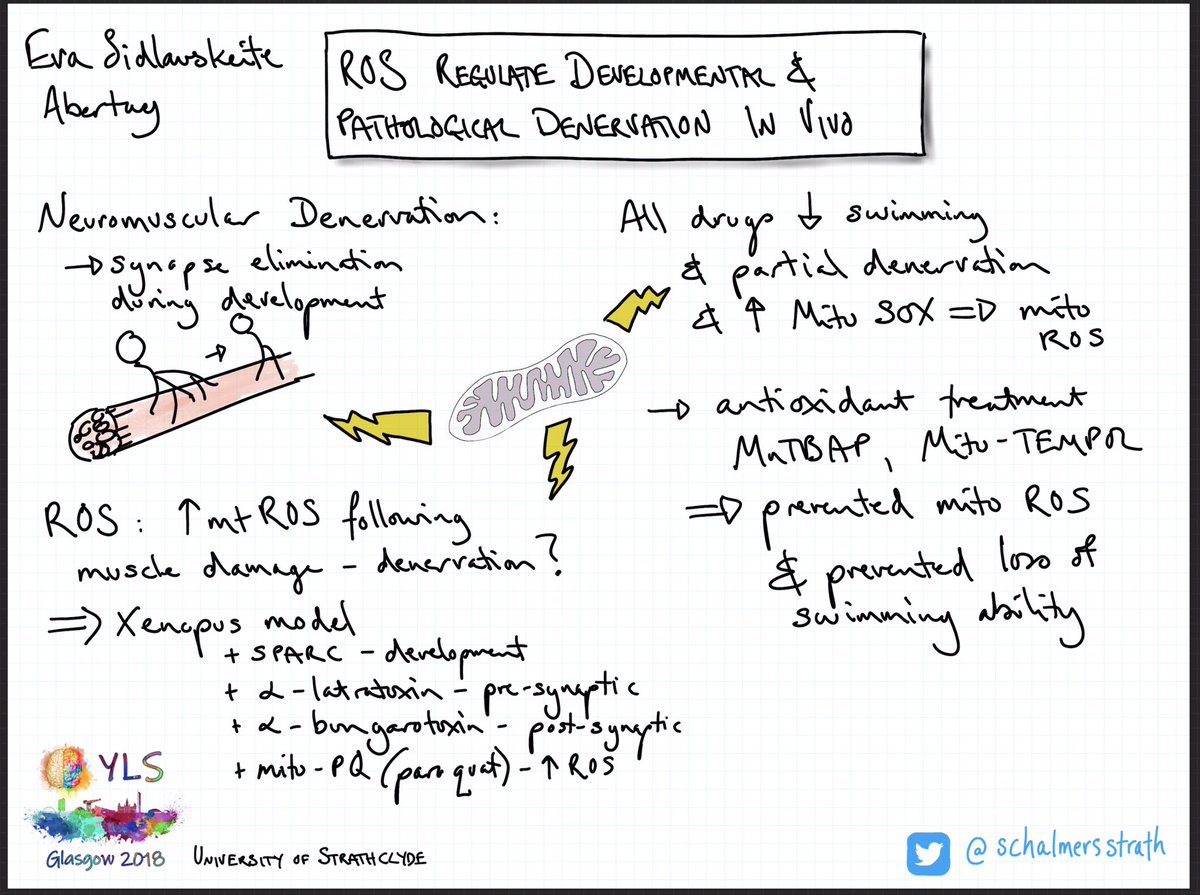 schalmersstrath's tweet photo. Eva Sidlauskeite of @AbertayUni presenting her research @yls2018 
@physoc @BiochemSoc @BritPharmSoc 
#sketchnote https://t.co/ZocN64a1tx