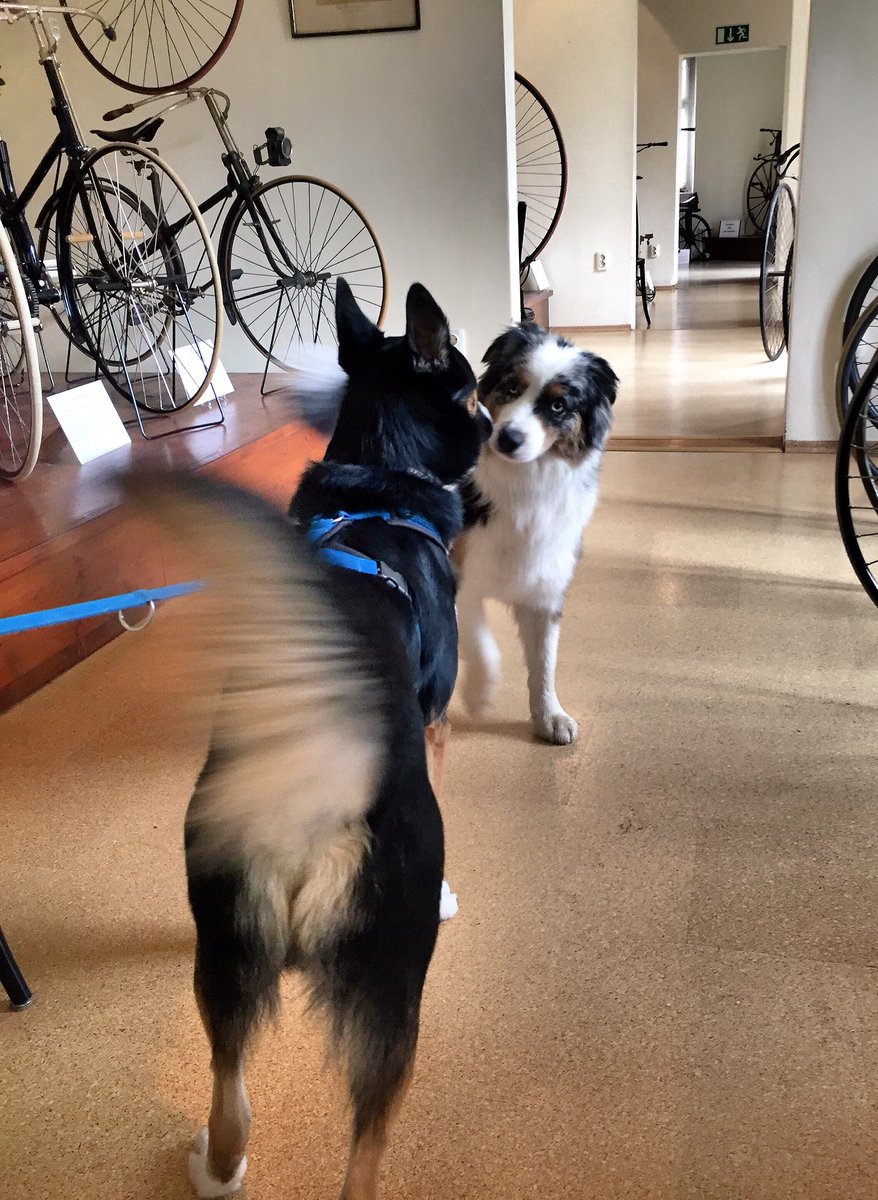 Texterin's tweet photo. Mein neuer Kumpel Rocky ist ein echter Fahrradmuseumshund. 🐾 https://t.co/ohNKEcpTFc