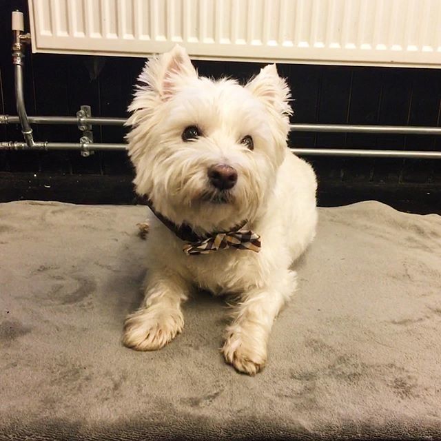 screenmedia's tweet photo. Had a visit from the wonderful wee Whisky today. It looks like he’s enjoyed all the petting and belly rubs.
#dog #cute #agencypets #agency #developer #agency #agencylife #glasgow #southblock #merchantcity #developerjobs #developerlife #design https://t.co/zwvJKsxcZH https://t.co/ngBsUWQiA8