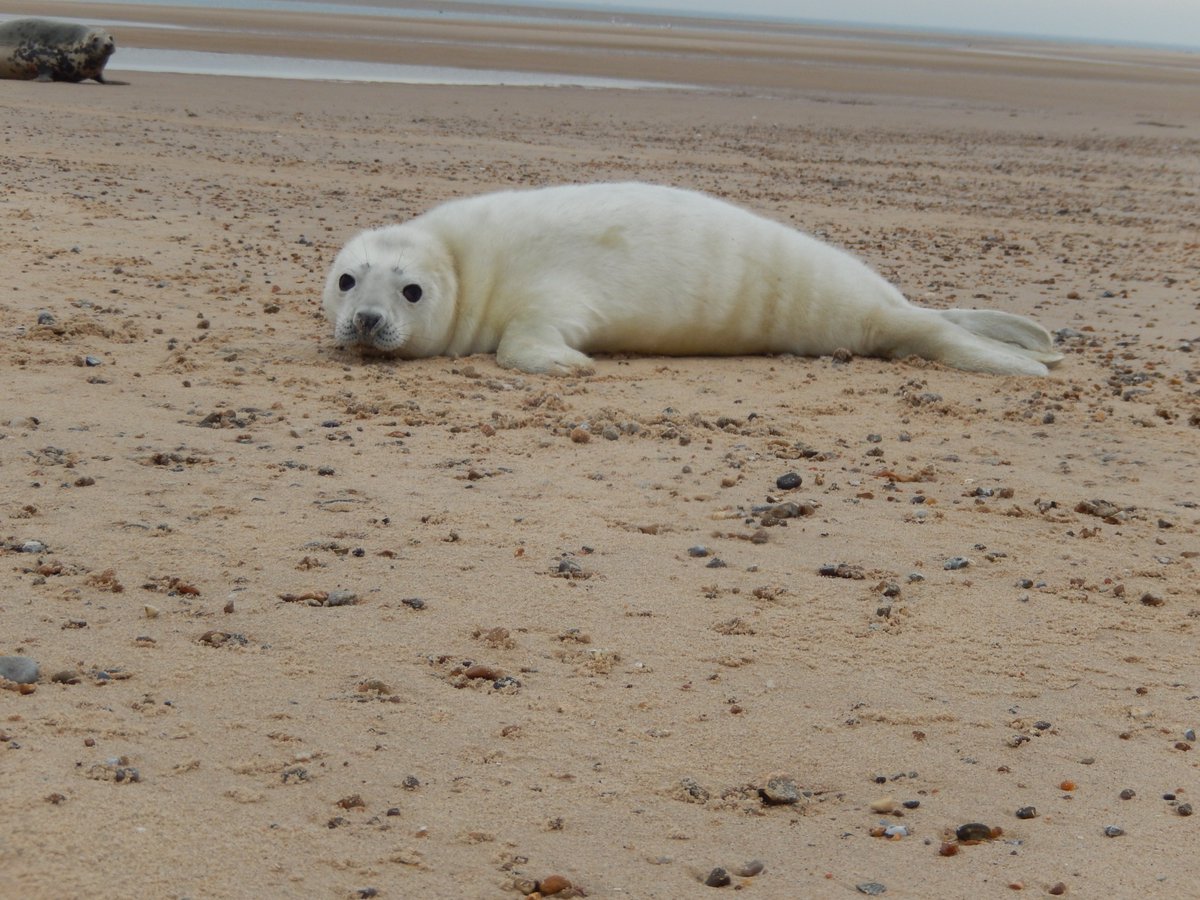 The latest pup count is in and we are up to 596 pups born on Blakeney Point so far this year. The numbers are now increasing sharply as the pupping season gets into full swing!