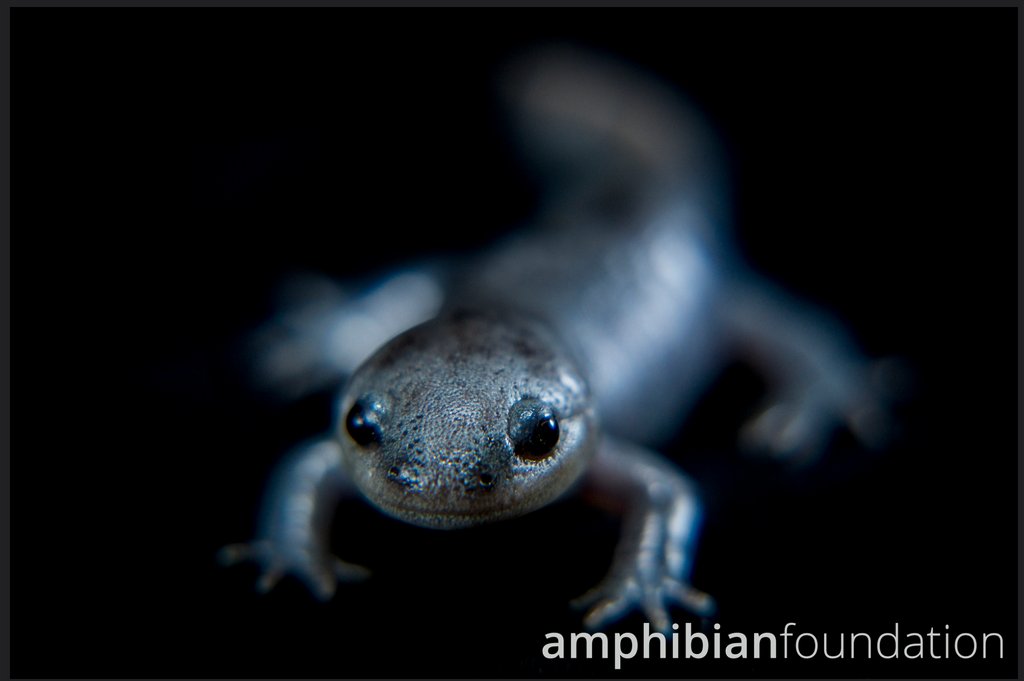markmandica's tweet photo. I love these little chunksters โ GA native Mole #Salamander, #Ambystoma talpoideum
#LongFrog
#SquishLizard
#ChunkMonkey
... anyone got another? https://t.co/Z7D5YzgYlh